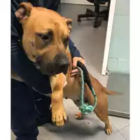 Foto dell\'animale cane - Matr. 2023/2161 - Microchip 380260102124622