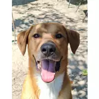 Foto dell\'animale cane - Matr. 2021/0376 - Microchip 380260044541505