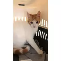Foto dell\'animale gatto - Matr. 2024/1166 - Microchip 380260170343833