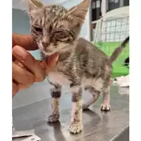 Foto dell\'animale gatto - Matr. 2024/1169 - Microchip 380260170343995