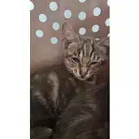 Foto dell\'animale gatto - Matr. 2024/1171 - Microchip 380260170343996
