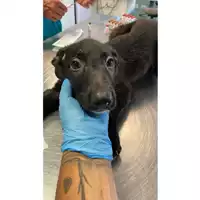 Foto dell\'animale cane - Matr. 2024/1174 - Microchip 380260170343992