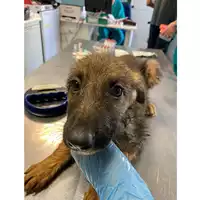Foto dell\'animale cane - Matr. 2024/1175 - Microchip 380260170343993