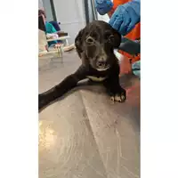 Foto dell\'animale cane - Matr. 2024/1176 - Microchip 380260170343994