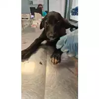 Foto dell\'animale cane - Matr. 2024/1177 - Microchip 380260170343987
