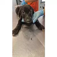 Foto dell\'animale cane - Matr. 2024/1178 - Microchip 380260170343985