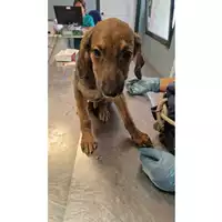 Foto dell\'animale cane - Matr. 2024/1179 - Microchip 380260170343998