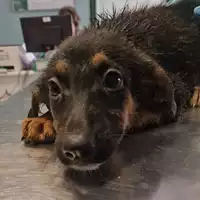 Foto dell\'animale cane - Matr. 2024/1180 - Microchip 380260170343990