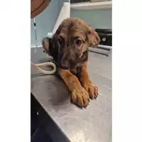 Foto dell\'animale cane - Matr. 2024/1182 - Microchip 380260170343984