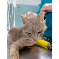 Foto dell\'animale gatto - Matr. 2024/1183 - Microchip 380260170343982