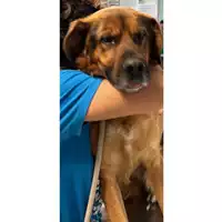Foto dell\'animale cane - Matr. 2024/1187 - Microchip 380260170343946