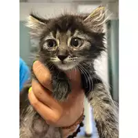 Foto dell\'animale gatto - Matr. 2024/1193 - Microchip 380260170343977