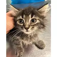 Foto dell\'animale gatto - Matr. 2024/1191 - Microchip 380260170343973