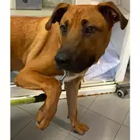 Foto dell\'animale cane - Matr. 2024/0013 - Microchip 380260044997622