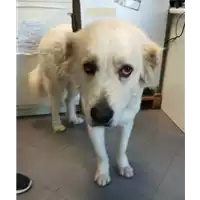 Foto dell\'animale cane - Matr. 2018/0368 - Microchip 380260043506933