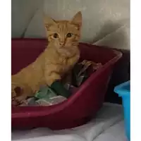 Foto dell\'animale gatto - Matr. 2024/1198 - Microchip 380260170343663