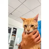 Foto dell\'animale gatto - Matr. 2024/1200 - Microchip 380260170343671