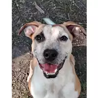 Foto dell\'animale cane - Matr. 2024/0887 - Microchip 380260044997363
