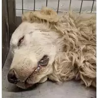Foto dell\'animale cane - Matr. 2024/1207 - Microchip 380260040143193