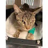 gatto - Matr. 2024/1204 - Microchip 380260170343660