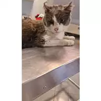 gatto - Matr. 2024/1205 - Microchip 380260170343668