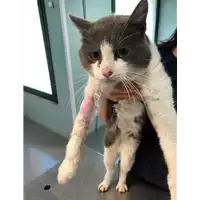 Foto dell\'animale gatto - Matr. 2021/0763 - Microchip 380260044476594