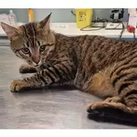 Foto dell\'animale gatto - Matr. 2024/1206 - Microchip 380260170343679