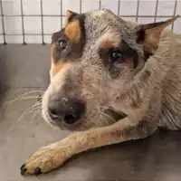 Foto dell\'animale cane - Matr. 2024/1210 - Microchip 380260170343829
