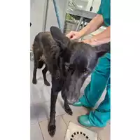 Foto dell\'animale cane - Matr. 2024/1213 - Microchip 380260170343838