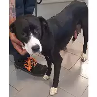 Foto dell\'animale cane - Matr. 2024/1209 - Microchip 380260170343830