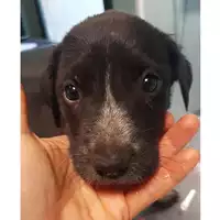 Foto dell\'animale cane - Matr. 2024/1221 - Microchip 380260044981087
