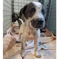Foto dell\'animale cane - Matr. 2024/1212 - Microchip 380260170343827