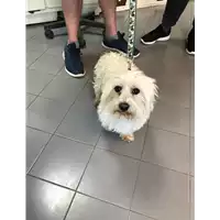 Foto dell\'animale cane - Matr. 2021/0765 - Microchip 380260044476308