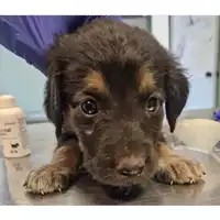 Foto dell\'animale cane - Matr. 2024/1215 - Microchip 380260044981173