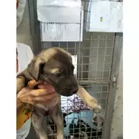 Foto dell\'animale cane - Matr. 2024/1214 - Microchip 380260170343823