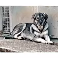 Foto dell\'animale cane - Matr. 2024/1223 - Microchip 380260170343820