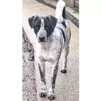 Foto dell\'animale cane - Matr. 2024/1224 - Microchip 380260170343974
