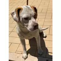 Foto dell\'animale cane - Matr. 2024/1229 - Microchip 380260170343662