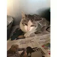 Foto dell\'animale gatto - Matr. 2024/1232 - Microchip 380260170343678