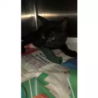 Foto dell\'animale gatto - Matr. 2024/1231 - Microchip 380260170343675