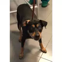 Foto dell\'animale cane - Matr. 2024/1233 - Microchip 380260170343673