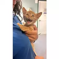 Foto dell\'animale gatto - Matr. 2024/1234 - Microchip 380260170343964