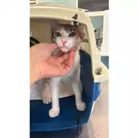 Foto dell\'animale gatto - Matr. 2024/1235 - Microchip 380260170343962