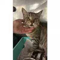 Foto dell\'animale gatto - Matr. 2024/1237 - Microchip 380260170343950