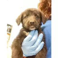 Foto dell\'animale cane - Matr. 2024/1239 - Microchip 380260170343978