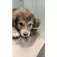 Foto dell\'animale cane - Matr. 2024/1240 - Microchip 380260170343970
