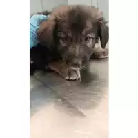 Foto dell\'animale cane - Matr. 2024/1242 - Microchip 380260044998537