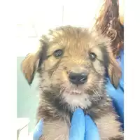 Foto dell\'animale cane - Matr. 2024/1243 - Microchip 380260170343971