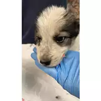 Foto dell\'animale cane - Matr. 2024/1244 - Microchip 380260170343968