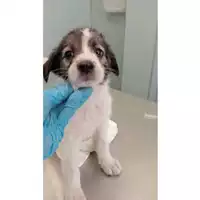 Foto dell\'animale cane - Matr. 2024/1245  - Microchip 380260170343963